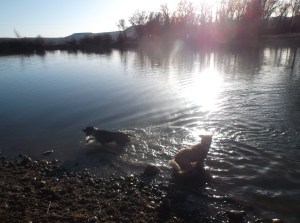 was perhaps the nicest day we have had in Gunnison this spring, gorgeous. Took the dogs swimming to celebrate. 