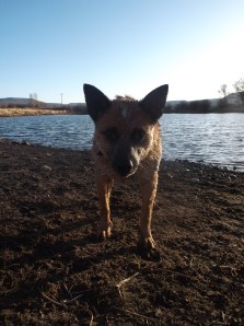 dog swim, sun, sunset 034