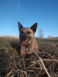 dog swim, sun, sunset 054