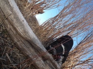 dog swim, sun, sunset 057