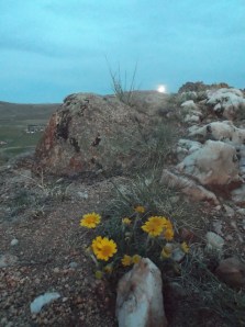 moonrise flowers