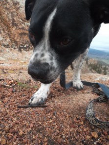 misty morning walk 014