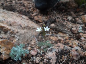 tiny tiny flowers, so sweet