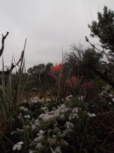 rain is good for so many things...flowers are loving it