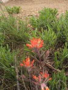 my camera and skills are mediocre, but the paintbrush are glowing 