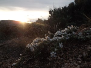 Phlox and sunshine, ahhhh sweetness 