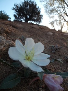 morning light 5 23 025