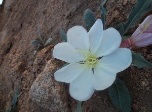 morning light 5 23 031