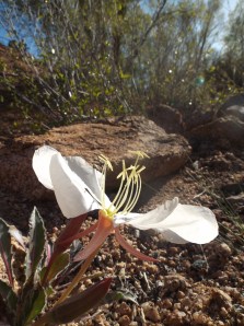 rise to live, live to rise