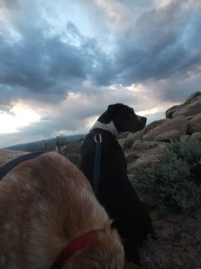 evening at bambi's 102