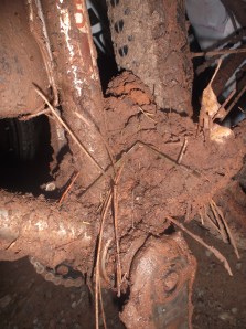 so sorry bike, so sorry