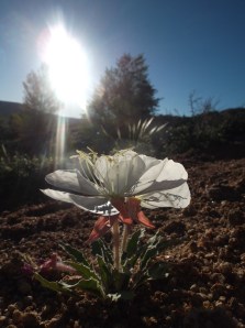 bringing the flowers up and to life