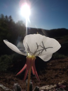 morning glory 6-10 018