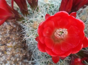 so much life brimming with color