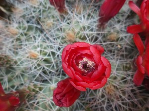  following along ready to grow and bloom