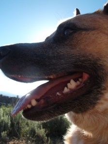 took the dogs out for a walk