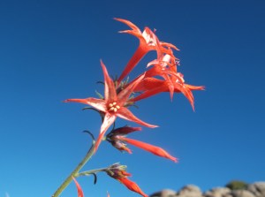 springing up from the driest places