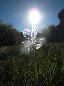 glowing with the light of hope