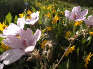 sundays are for riding 021