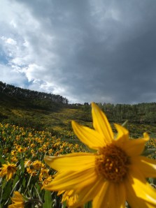 hillsides dotted yellow with sunflowers