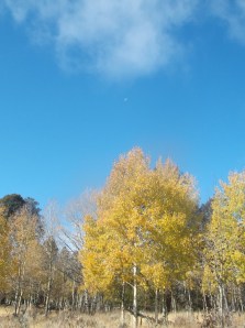 aspens are still clinging to fall as well