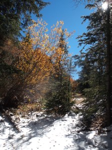 sawtooth w sam 10-6 009