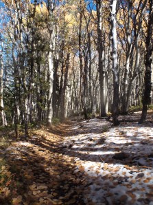 sawtooth w sam 10-6 038