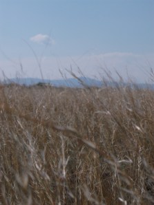 dog hike 7-19-14 018