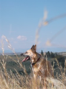 dog hike 7-19-14 022