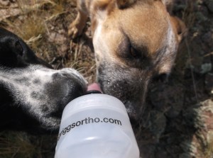 dog hike 7-19-14 033