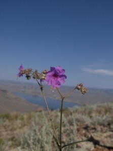 dog hike 7-19-14 038