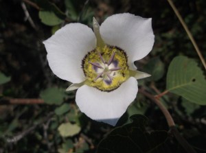 dog hike 7-19-14 061