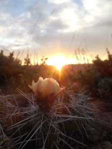 contemplative beauty